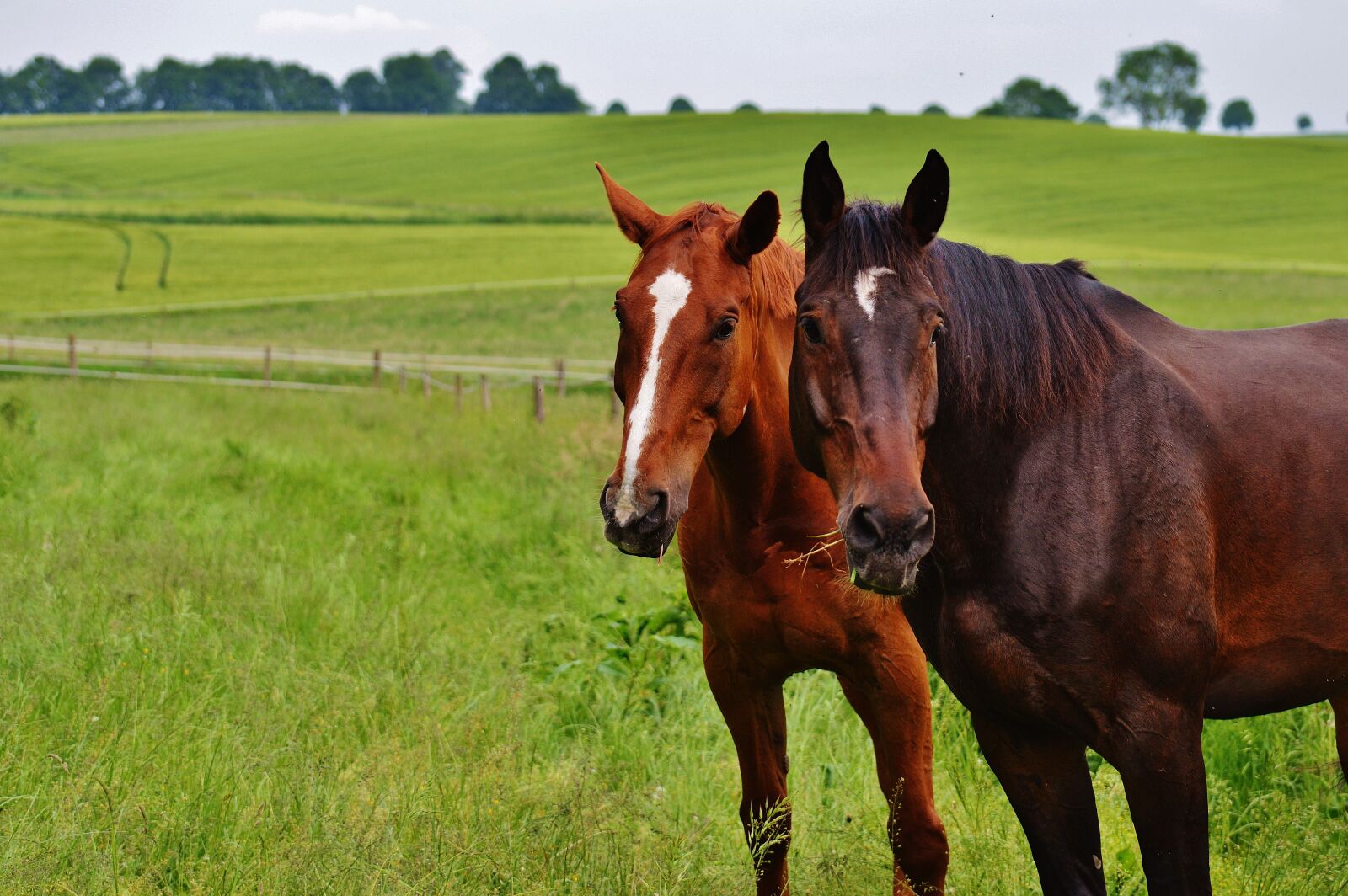 Nikon D3200 sample photo. Horses, for two, coupling photography