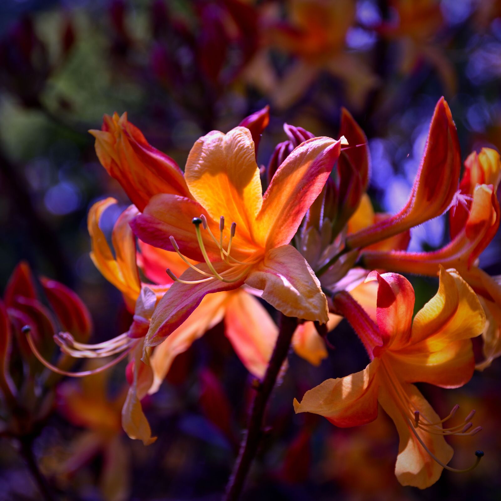 Nikon D5500 sample photo. Rhododendron, blossom, bloom photography