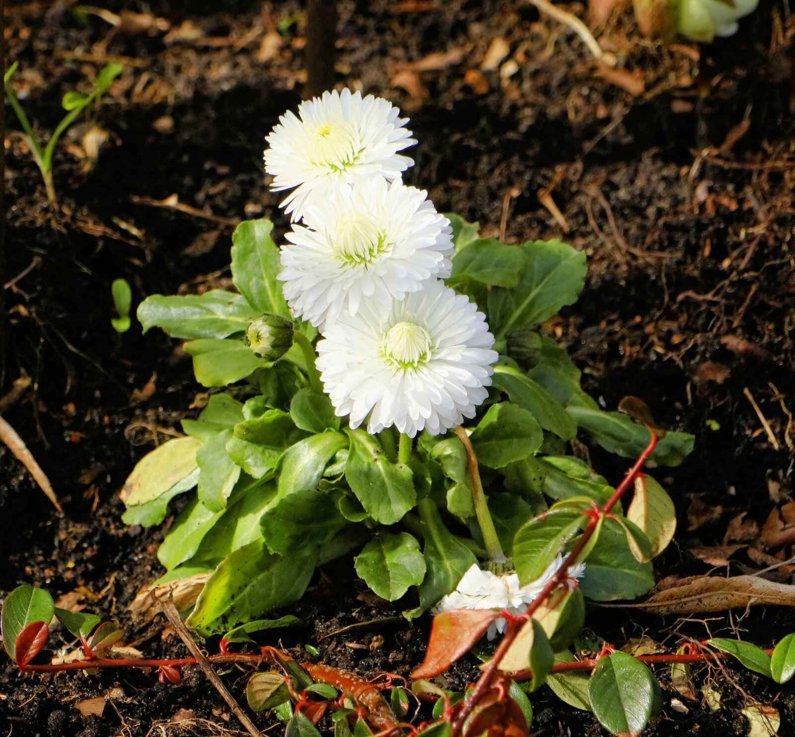 Canon EOS M5 sample photo. Flower, nature, plant photography