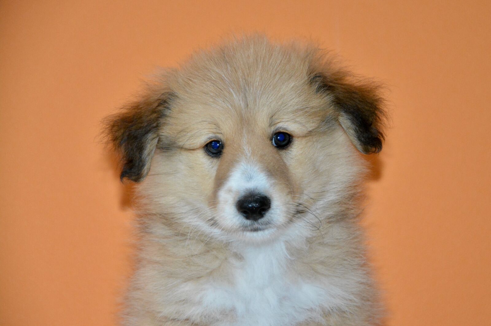 Nikon D5200 sample photo. Dog, pup, dogs photography