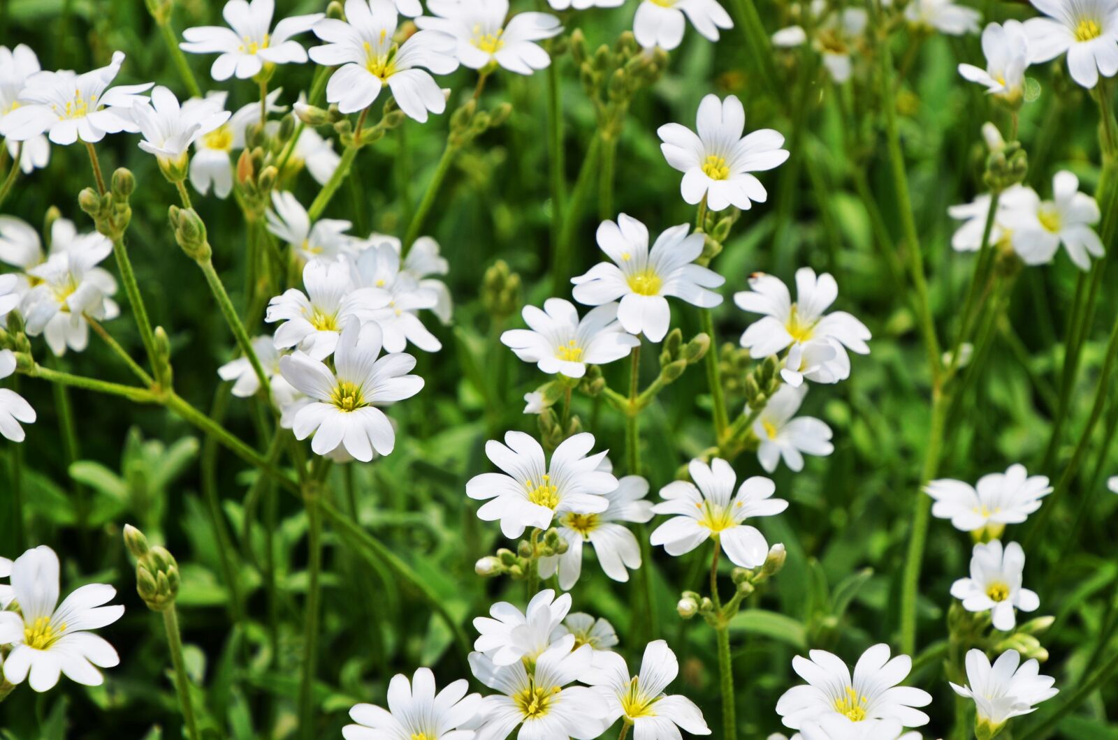 Nikon D7000 sample photo. M zvir g, flower photography