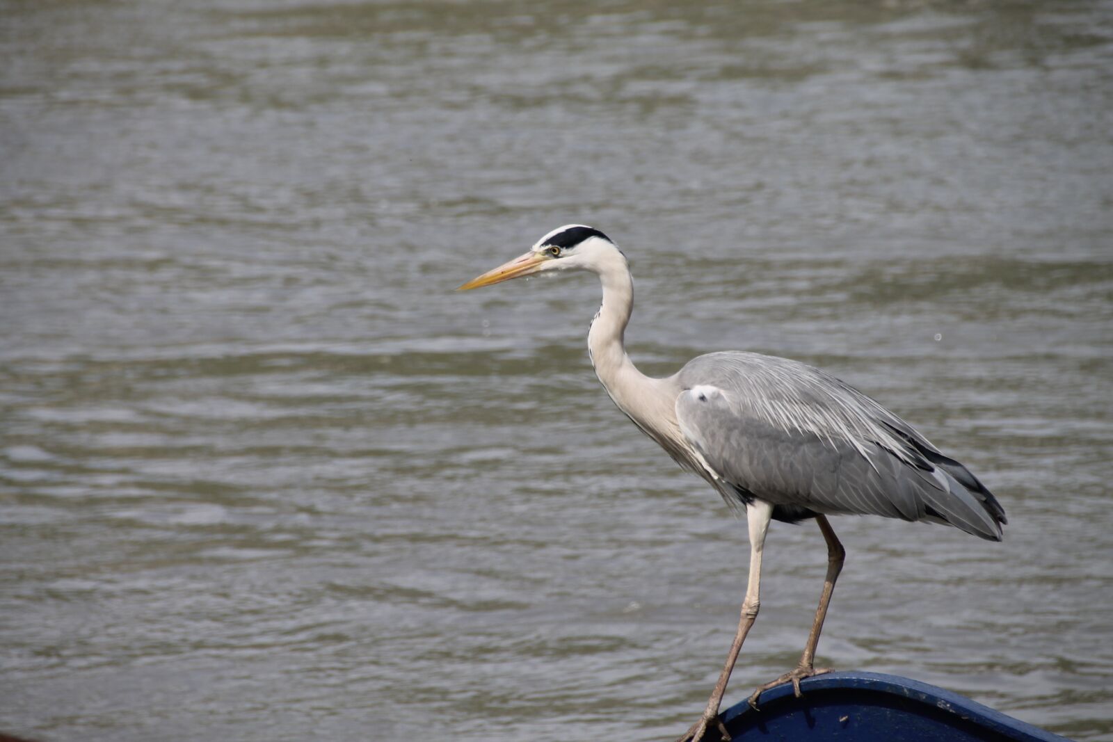 Canon EOS 1100D (EOS Rebel T3 / EOS Kiss X50) sample photo. Water, nature, peaceful photography
