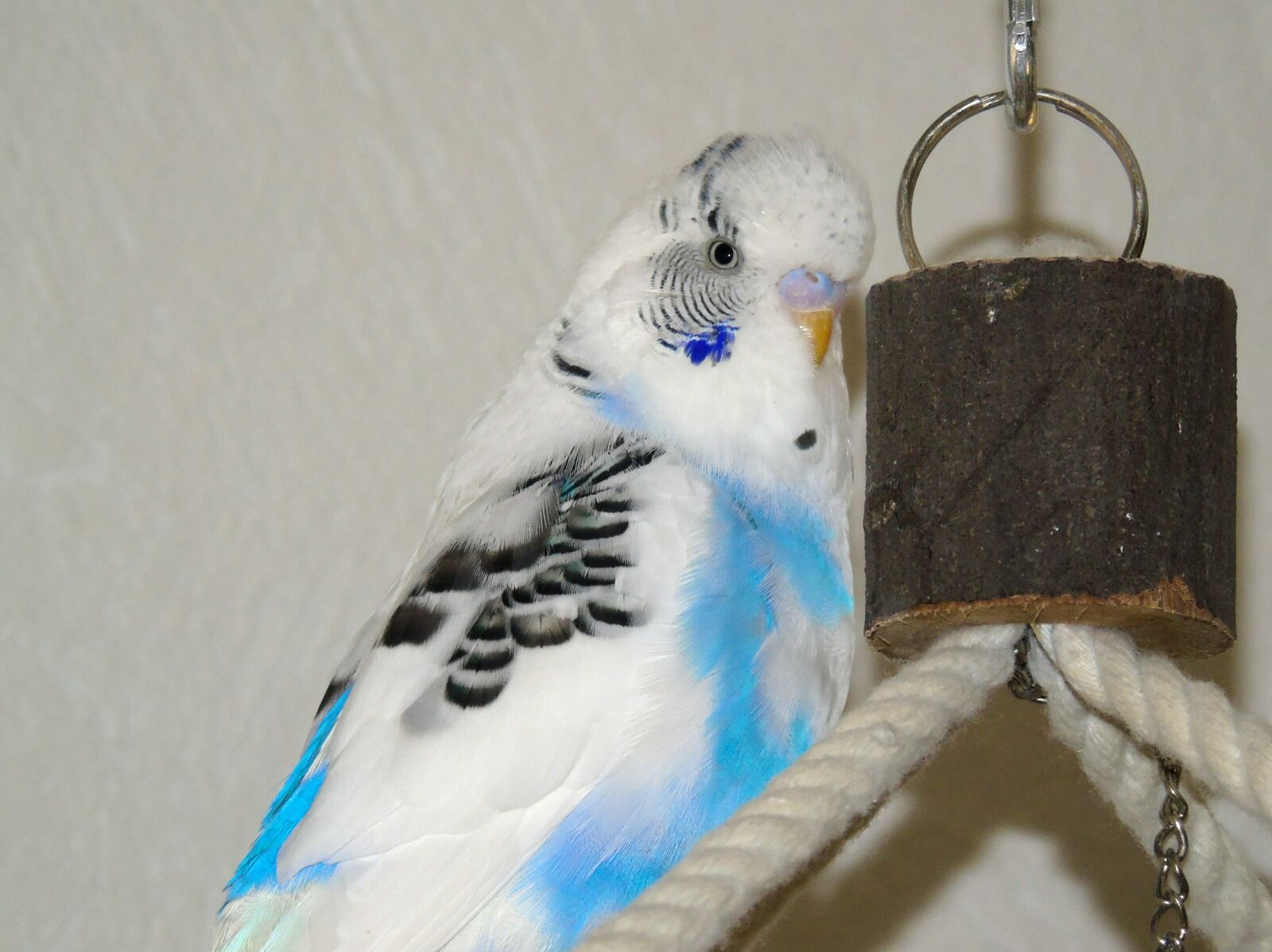 Sony Cyber-shot DSC-H400 sample photo. Budgie, parrot, bird photography