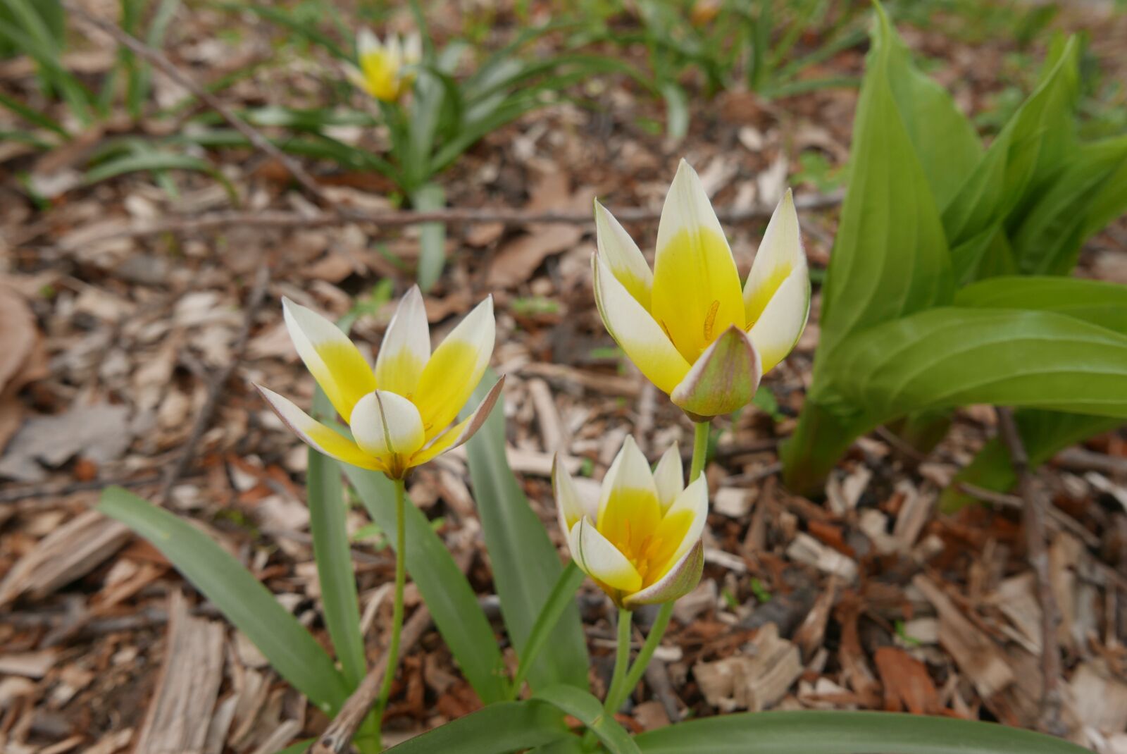 Leica D-Lux (Typ 109) sample photo. Flowers, yellow flowers, white photography