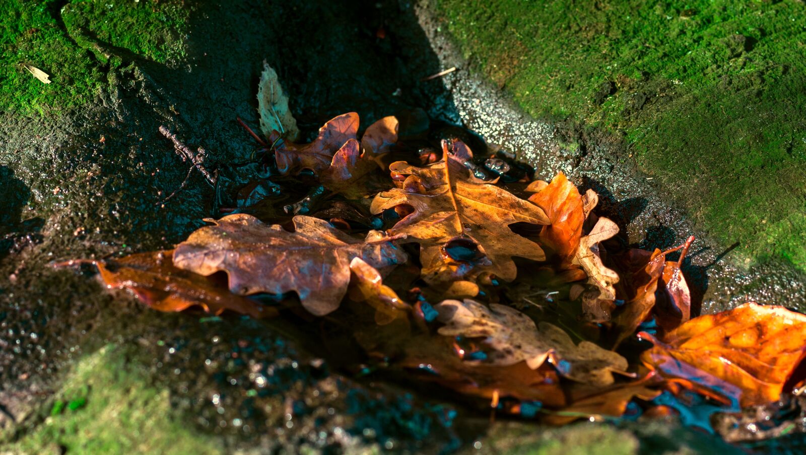 Sony SLT-A55 (SLT-A55V) + Minolta AF 50mm F1.4 [New] sample photo. Leaves, tree root, moss photography