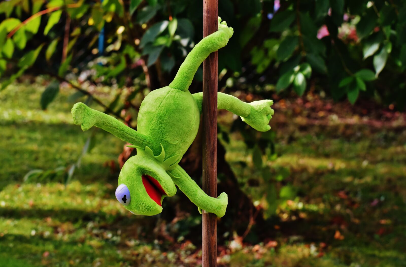 Nikon D7200 sample photo. Pole dance, kermit, funny photography