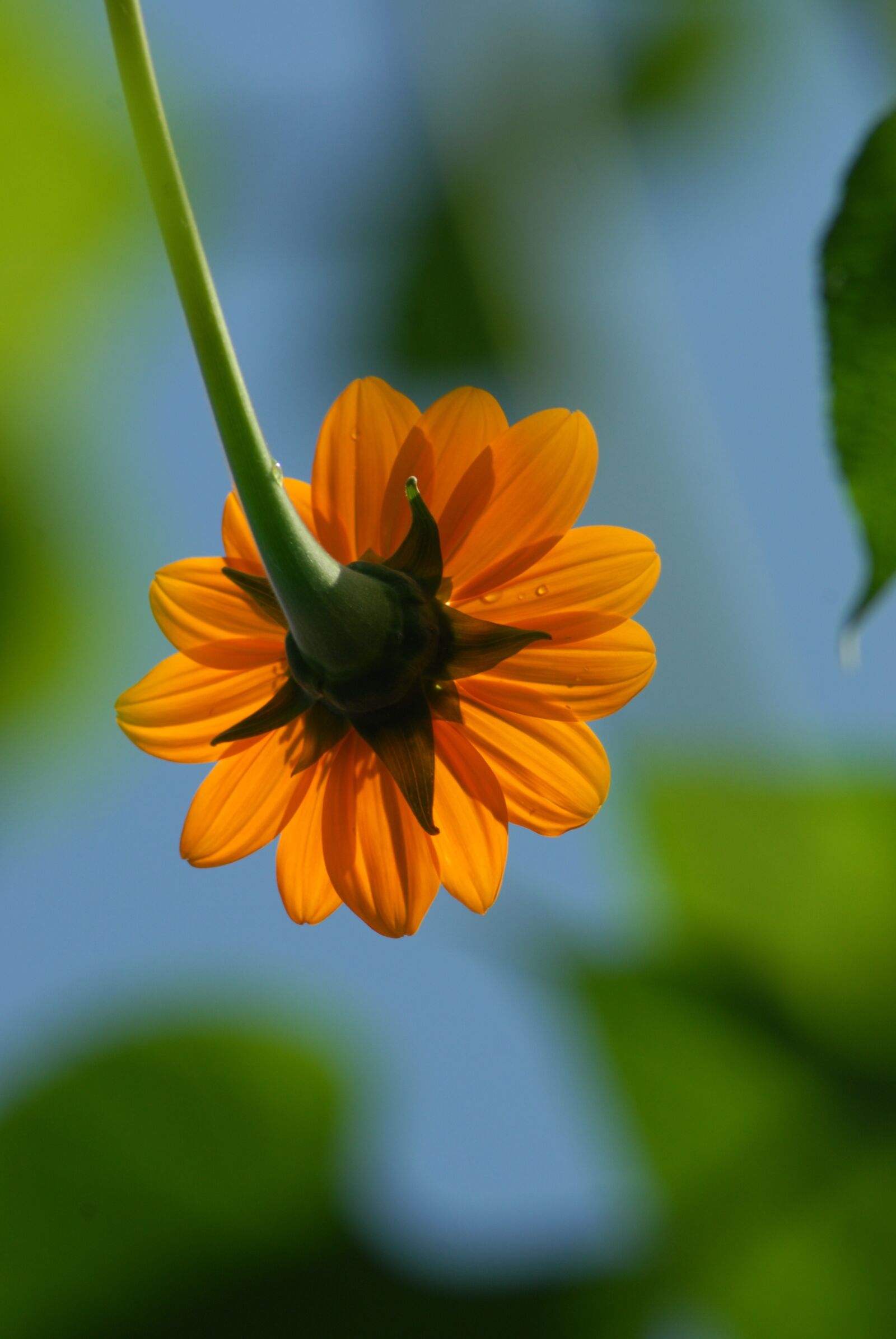 Nikon D200 sample photo. Alcahuale, flower, regional photography