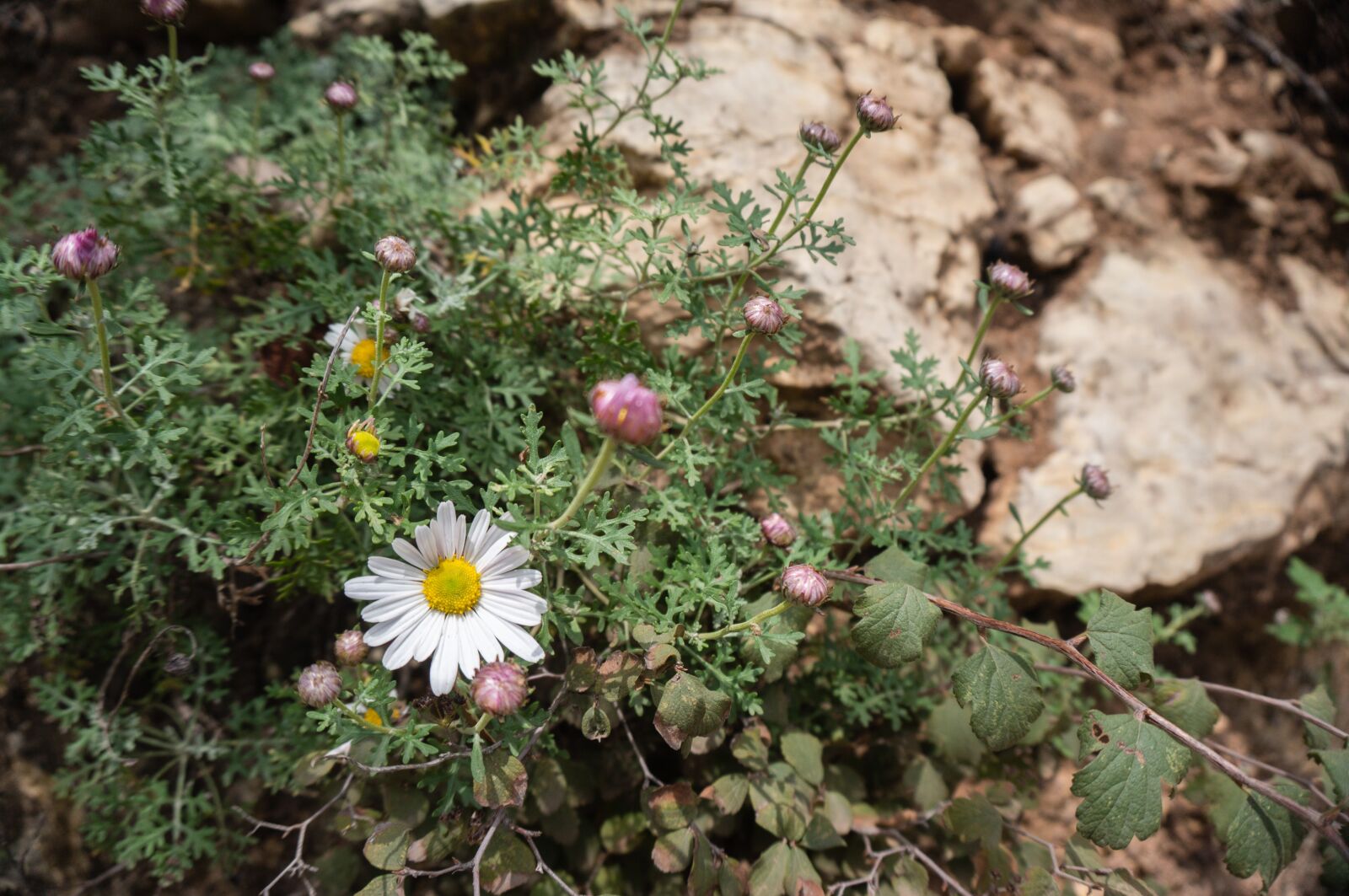 Sony Alpha NEX-3N sample photo. Taihang chrysanthemum, wild flowers photography