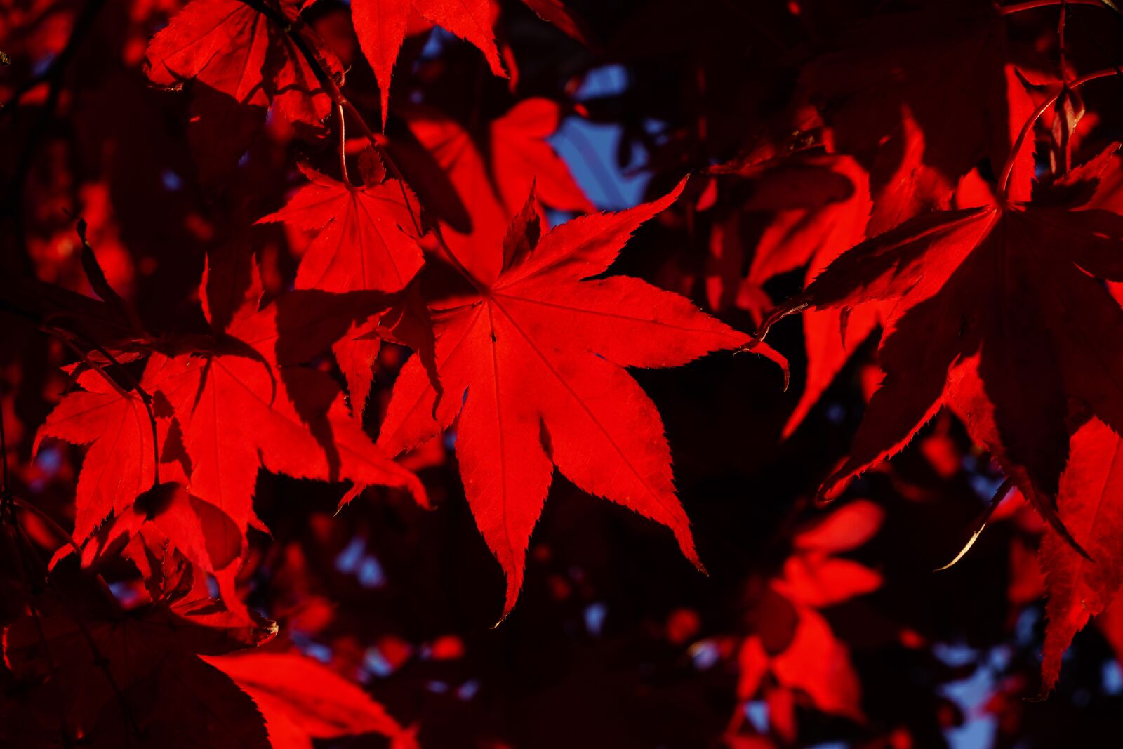 Sony a7R II + Sony FE 90mm F2.8 Macro G OSS sample photo. Fan maple, leaves, fall photography