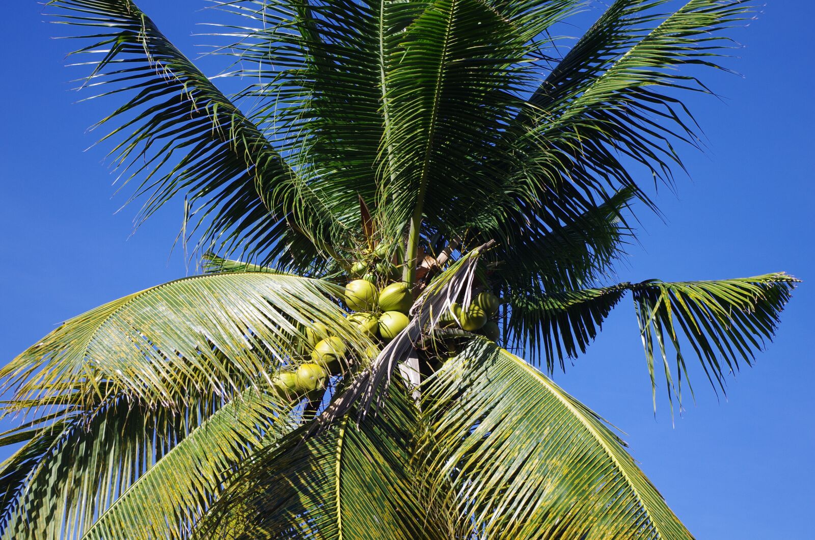 Pentax K-5 sample photo. Palm, blue pearly, coconuts photography