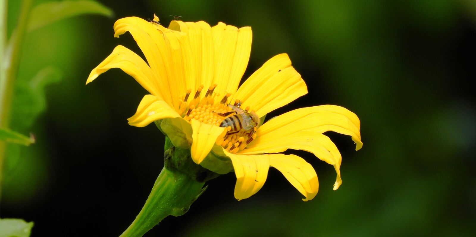 Nikon Coolpix B700 sample photo. Macro, nature, flower photography