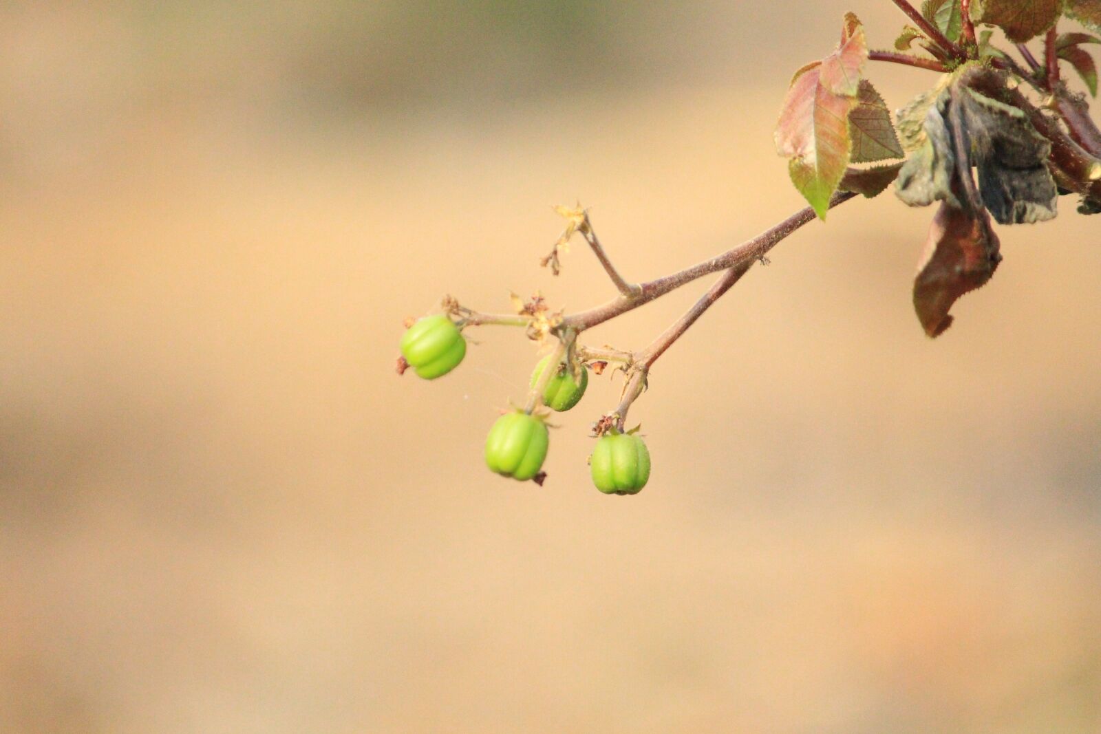 Canon EOS 700D (EOS Rebel T5i / EOS Kiss X7i) sample photo. Nature, beautiful, forest photography