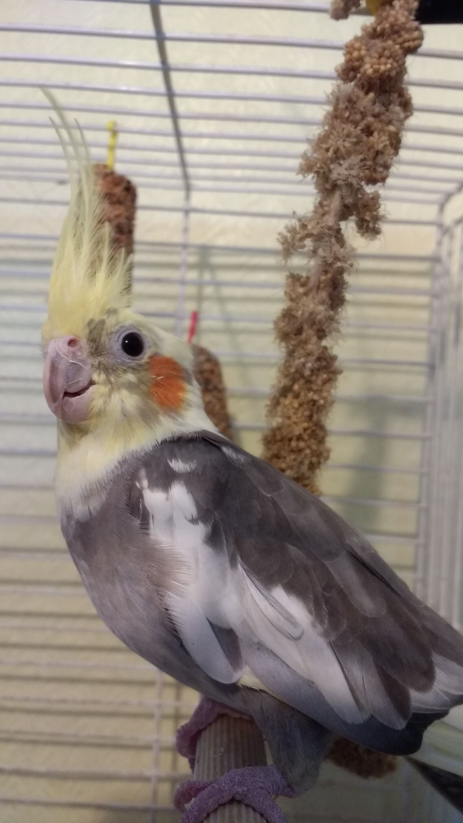 Motorola Moto G (4) sample photo. Cockatiel, bird, pet photography