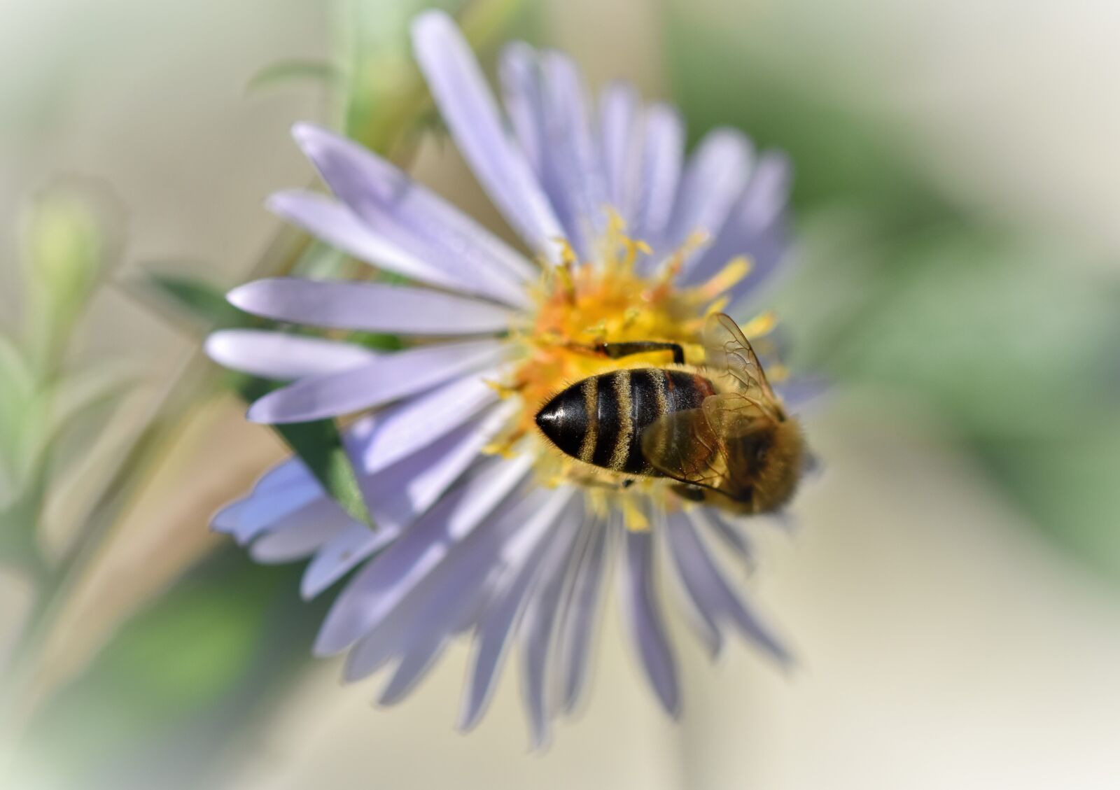 Nikon D7200 sample photo. Bee, honey bee, insect photography