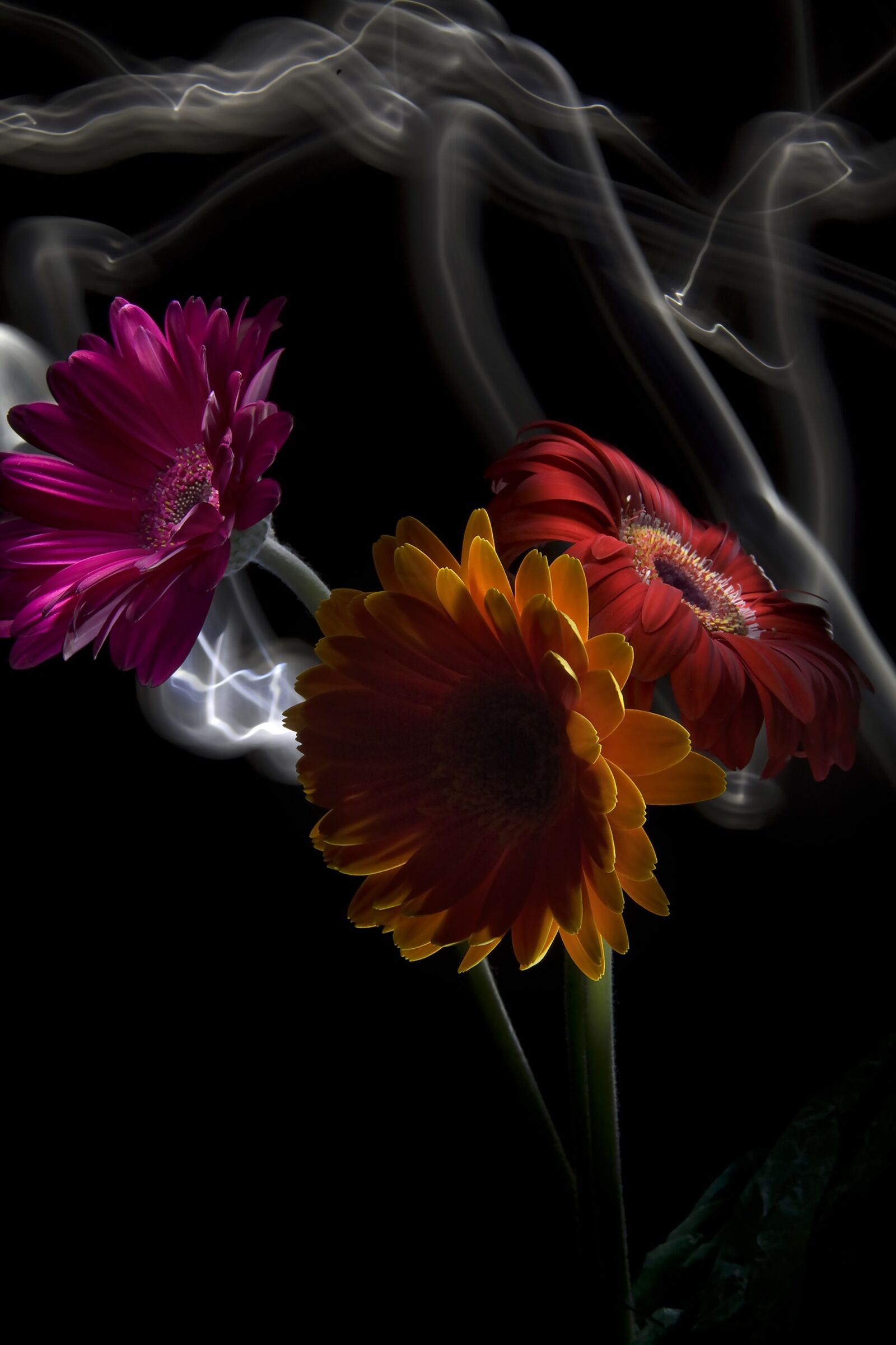 Canon EOS 5D sample photo. Daisy, flowers, spring photography