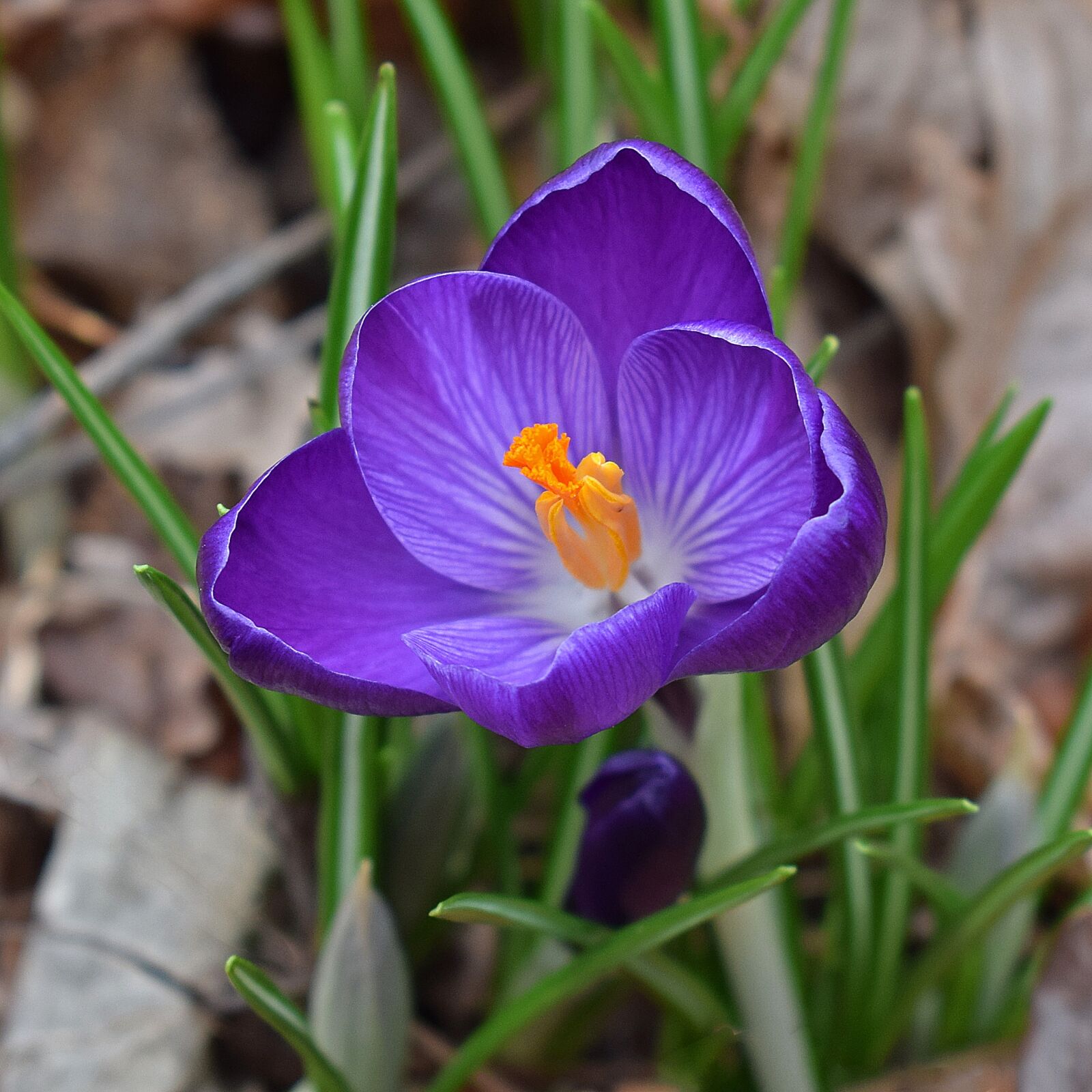 Nikon D3300 sample photo. Crocus, flower, blossom photography