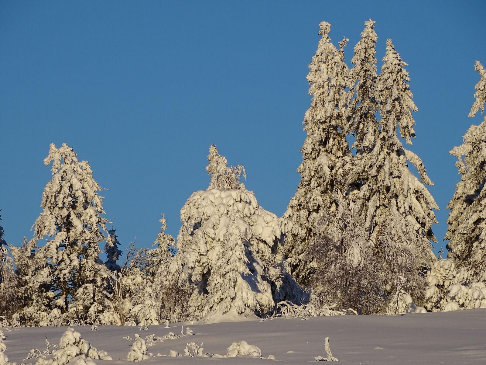 Sony Cyber-shot DSC-HX400V sample photo. Winter, winter forest, snow photography