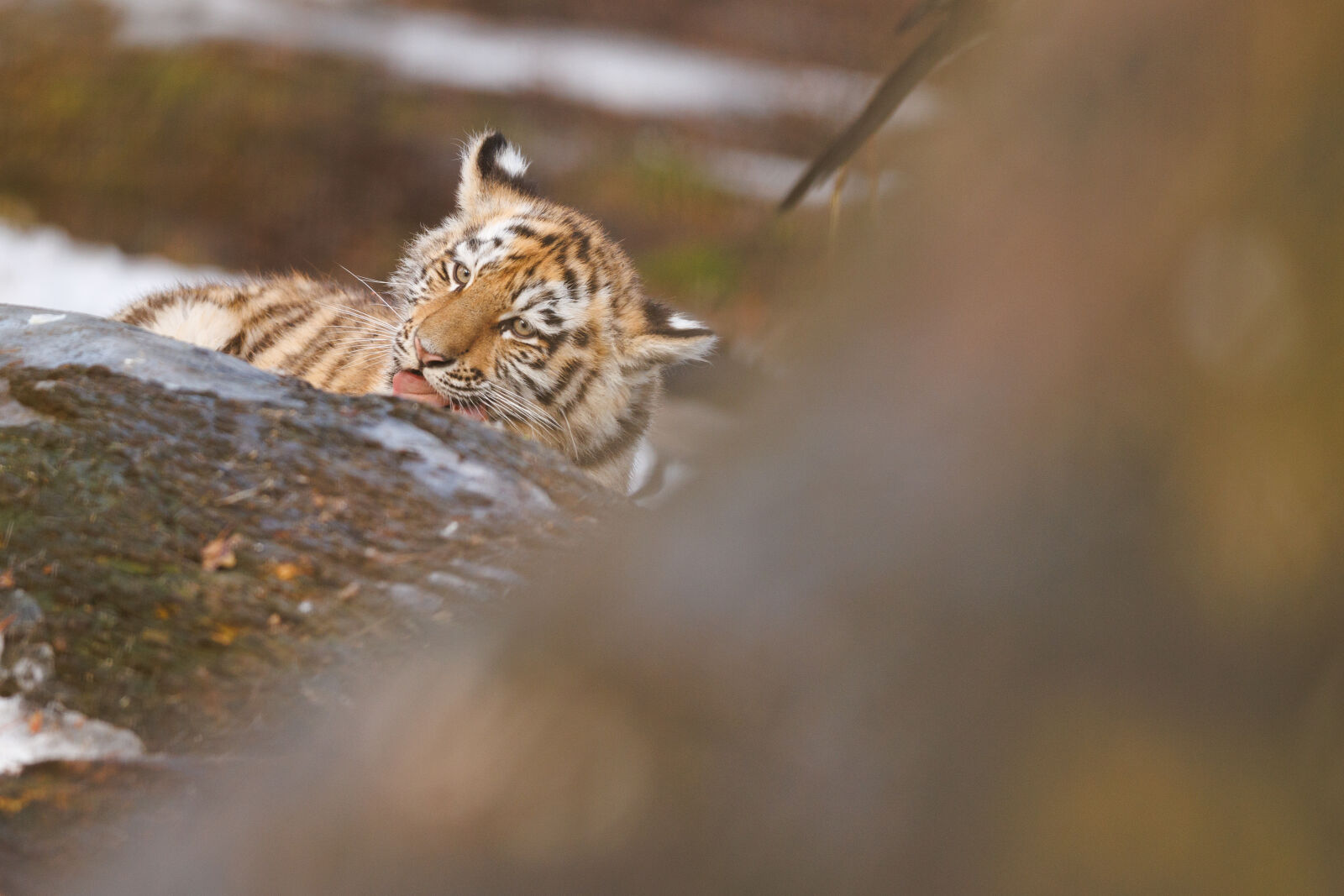 Canon RF 400mm F2.8L IS USM sample photo. Tiger cub photography
