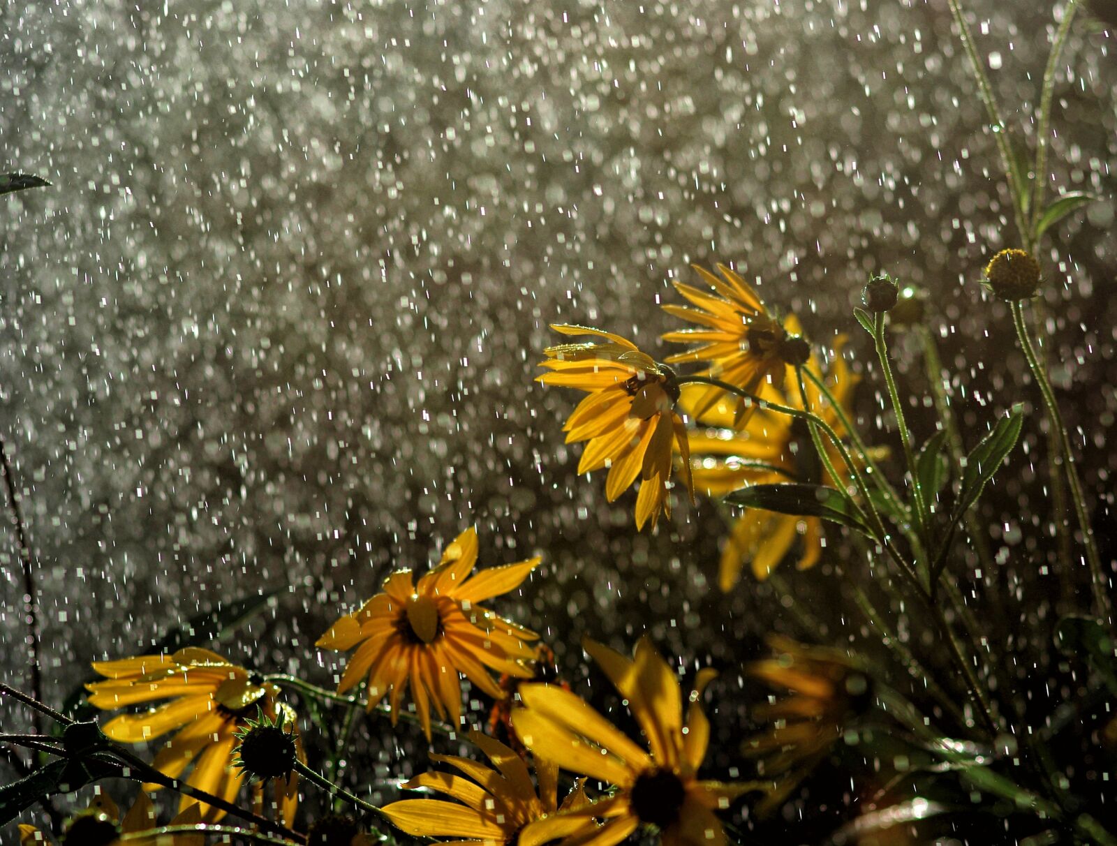 Pentax K200D sample photo. Rain, flowers in the photography