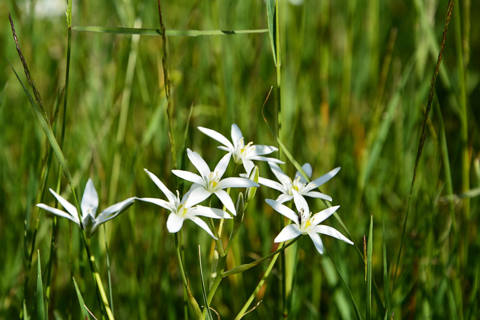 Nikon D7100 sample photo. Flower, nature, macro photography