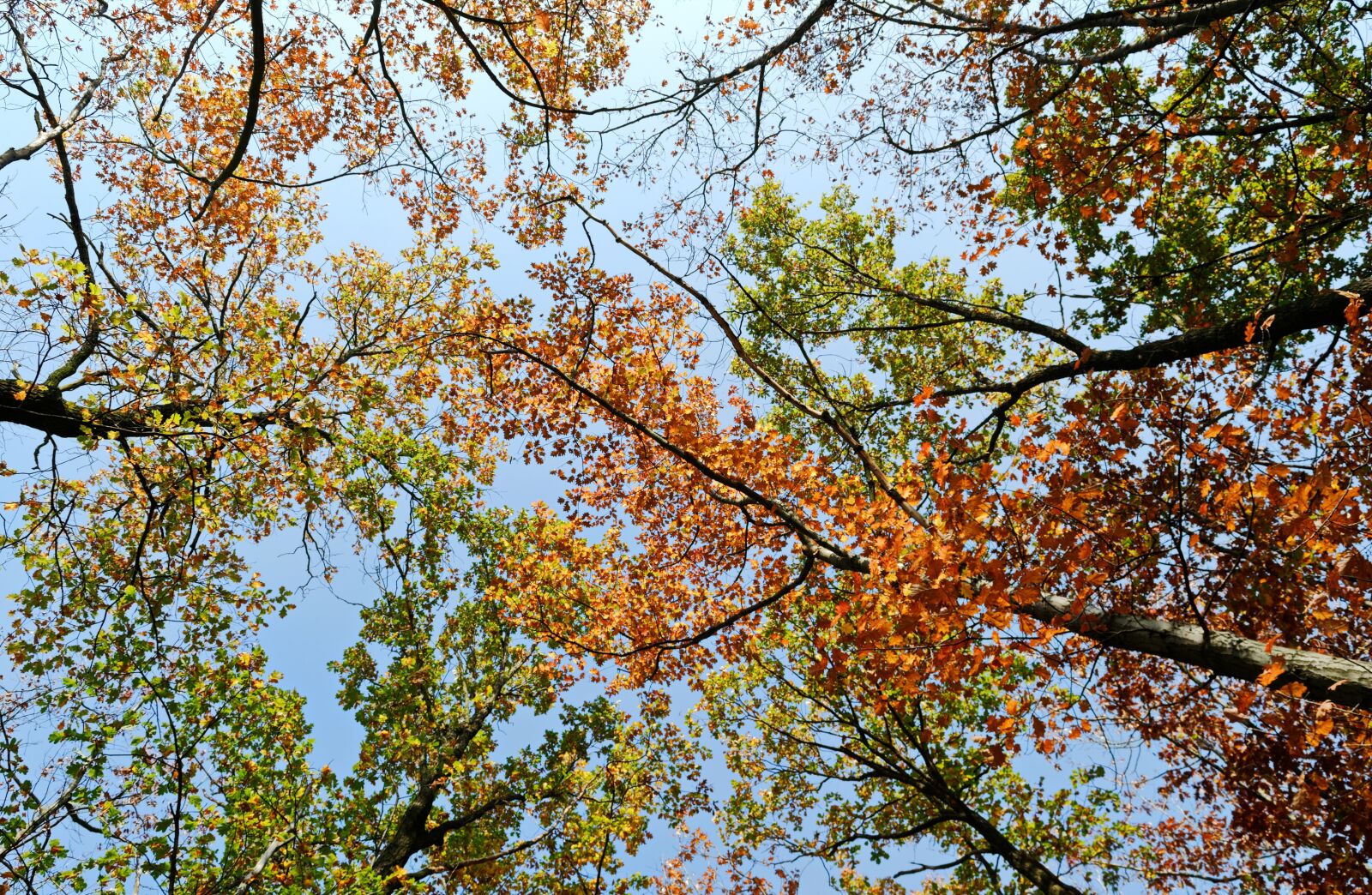 Nikon D3100 sample photo. Trees, forest, autumn photography