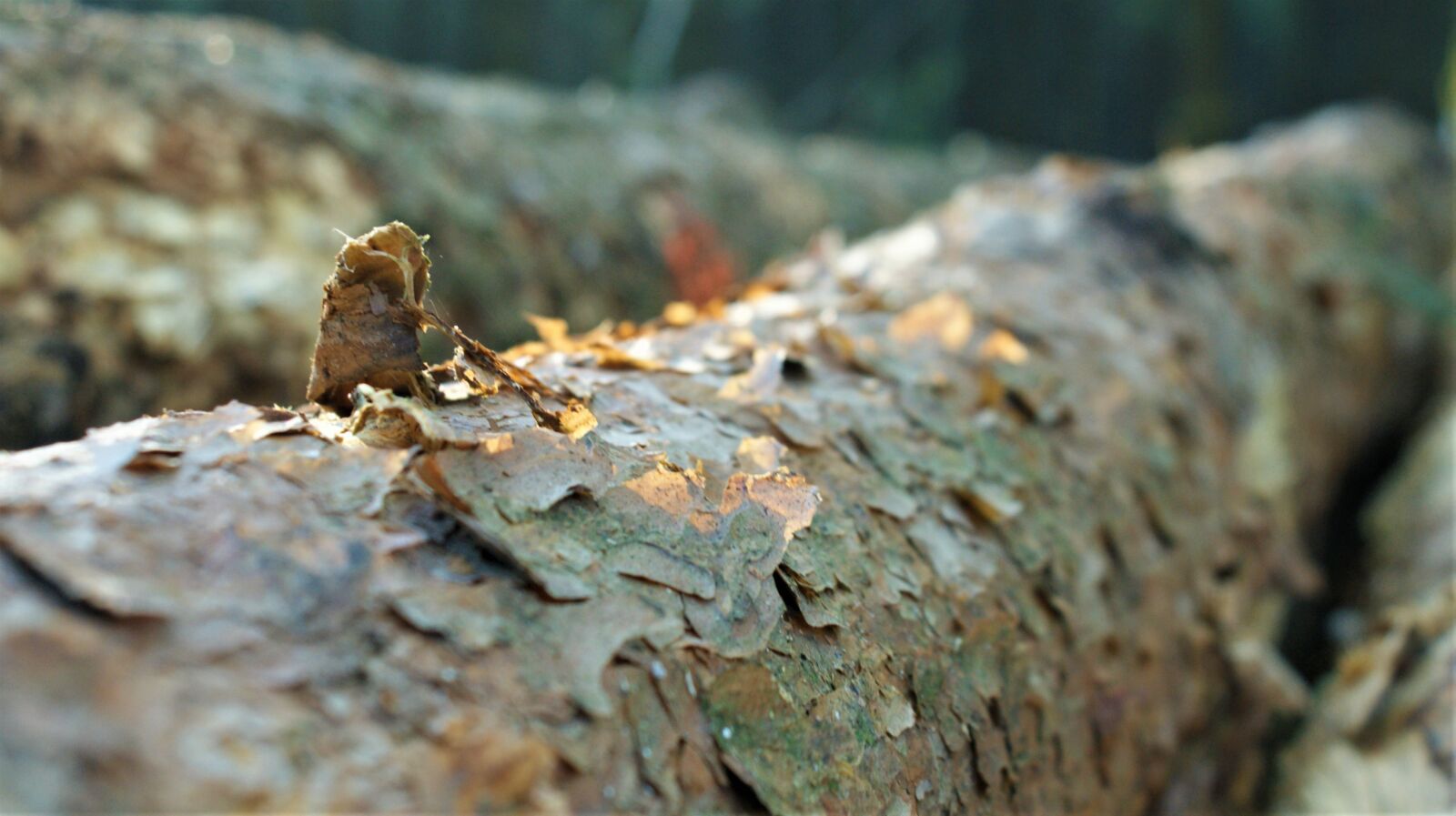 Sony Alpha DSLR-A350 sample photo. Den, fir tree, fir photography
