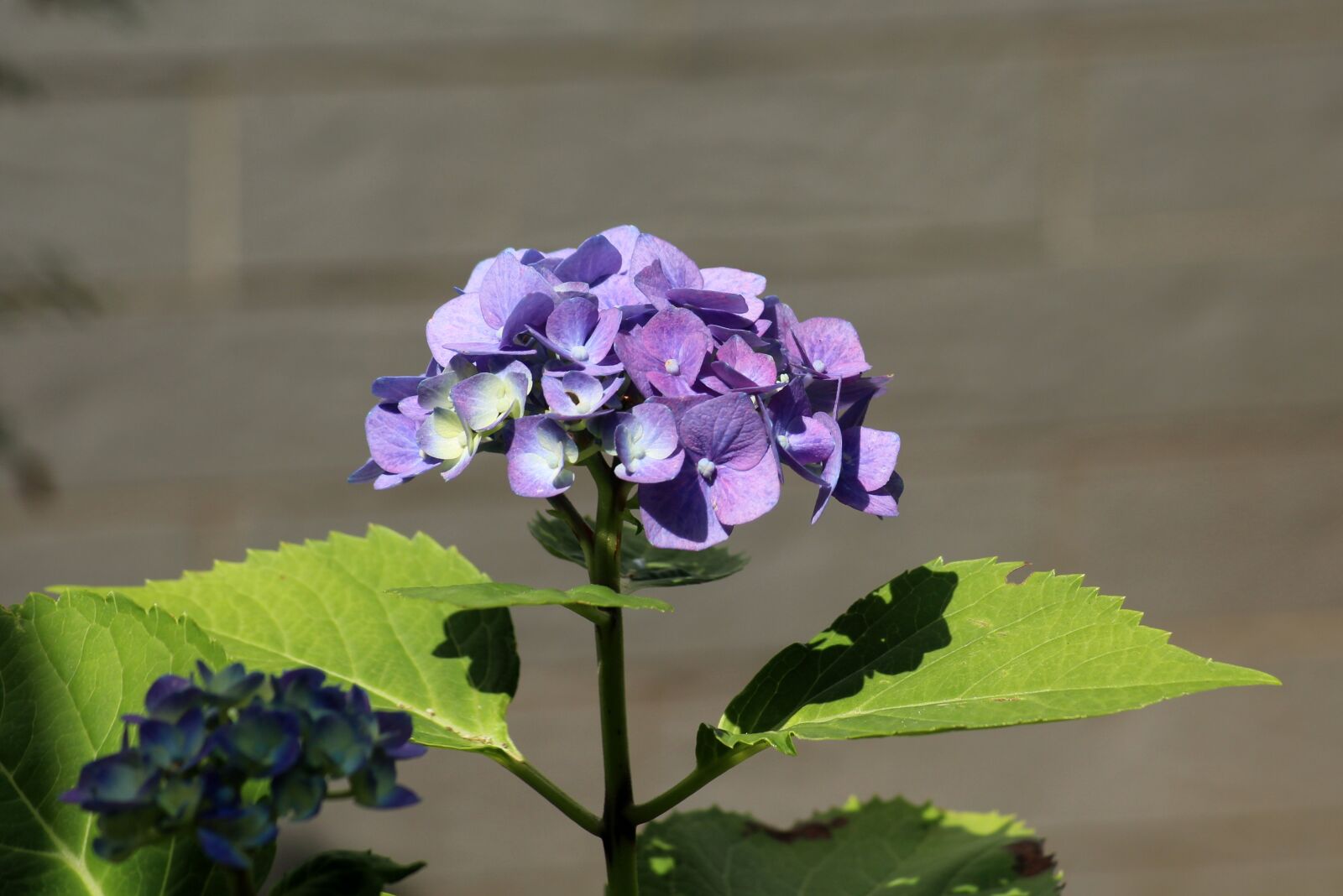 Canon EOS 1200D (EOS Rebel T5 / EOS Kiss X70 / EOS Hi) sample photo. Hydrangea, flower, violet photography
