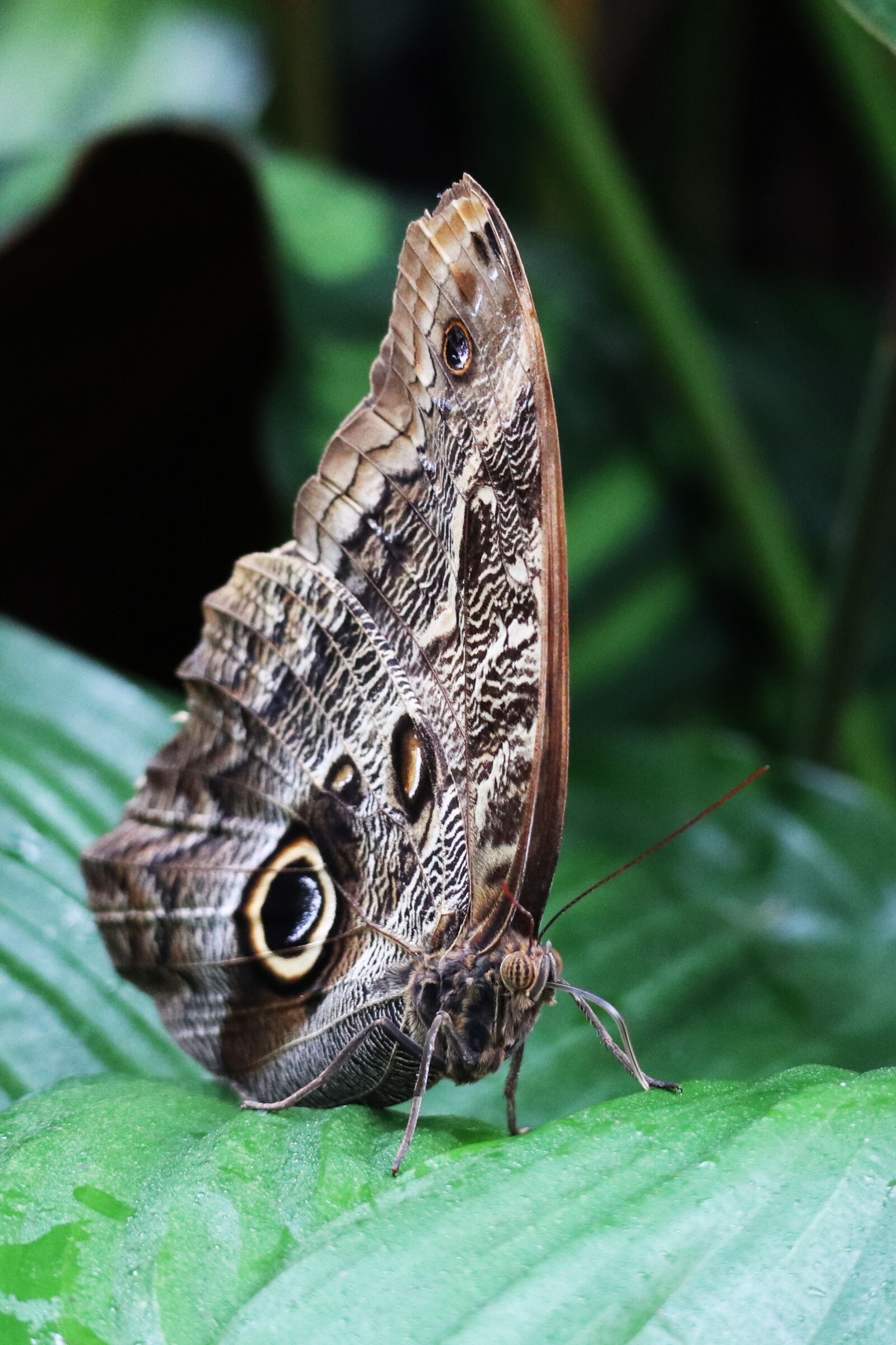Canon EOS M100 + Canon EF-M 55-200mm F4.5-6.3 IS STM sample photo. Owl butterfly, insect, tropical photography