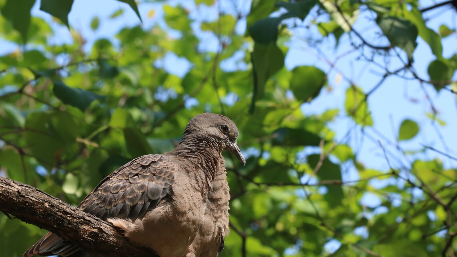 Canon EOS 750D (EOS Rebel T6i / EOS Kiss X8i) sample photo. Nature, wood, outdoors photography