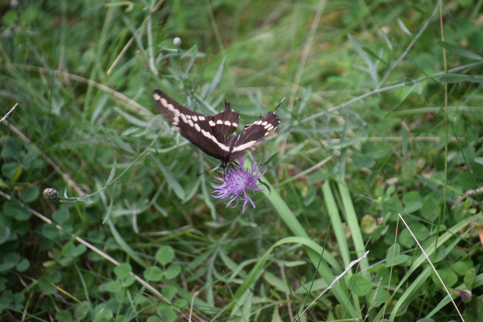 Nikon D5300 sample photo. Butterfly, flower, pollen photography