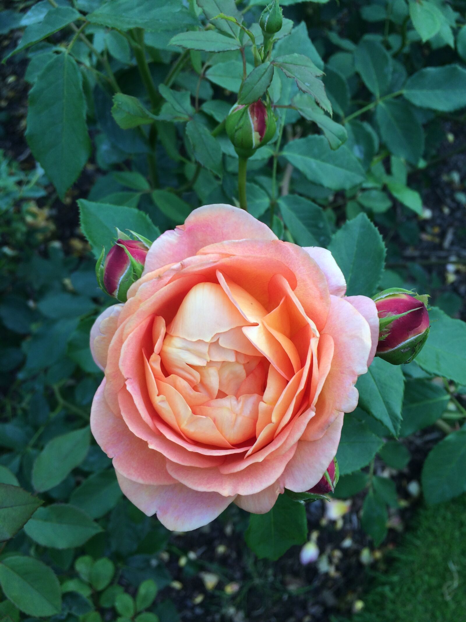 iPhone 5s back camera 4.15mm f/2.2 sample photo. Flower, rose, garden photography