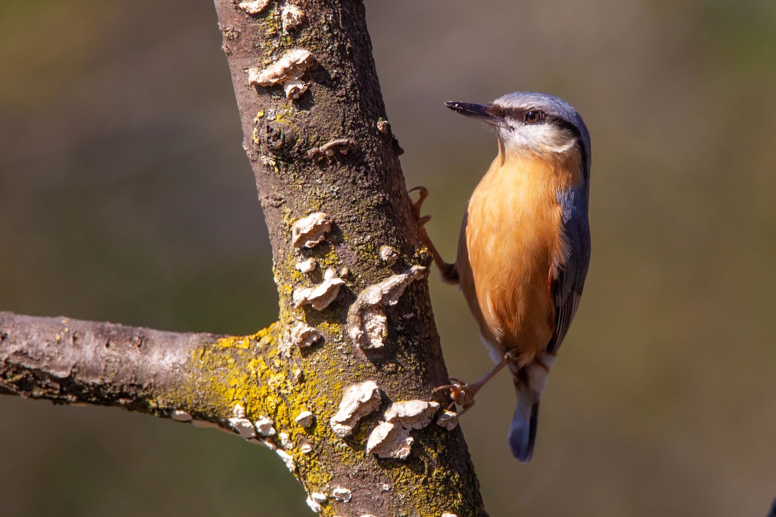 Canon EOS 5D Mark II + Tamron SP 150-600mm F5-6.3 Di VC USD sample photo. Nuthatch, bird, nature photography