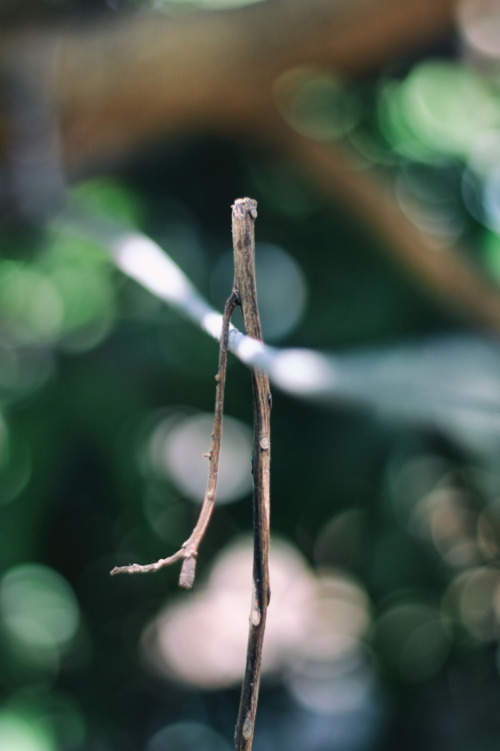 Canon EF 50mm F1.8 II sample photo. Stem, branch, leaf photography