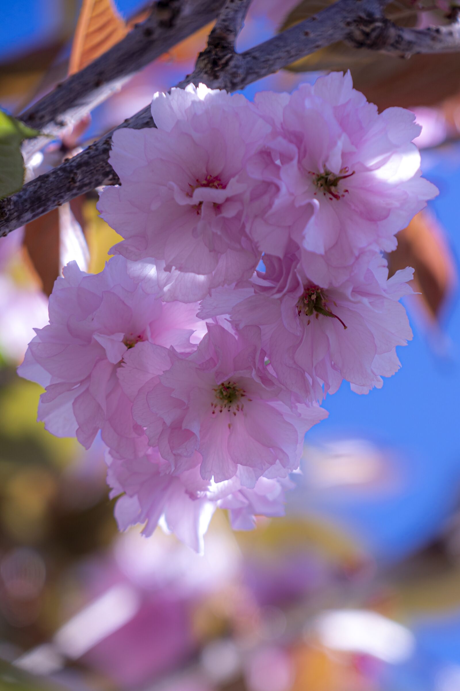 Sony FE 24-240mm F3.5-6.3 OSS sample photo. Chinese cherry blossom, flowers photography