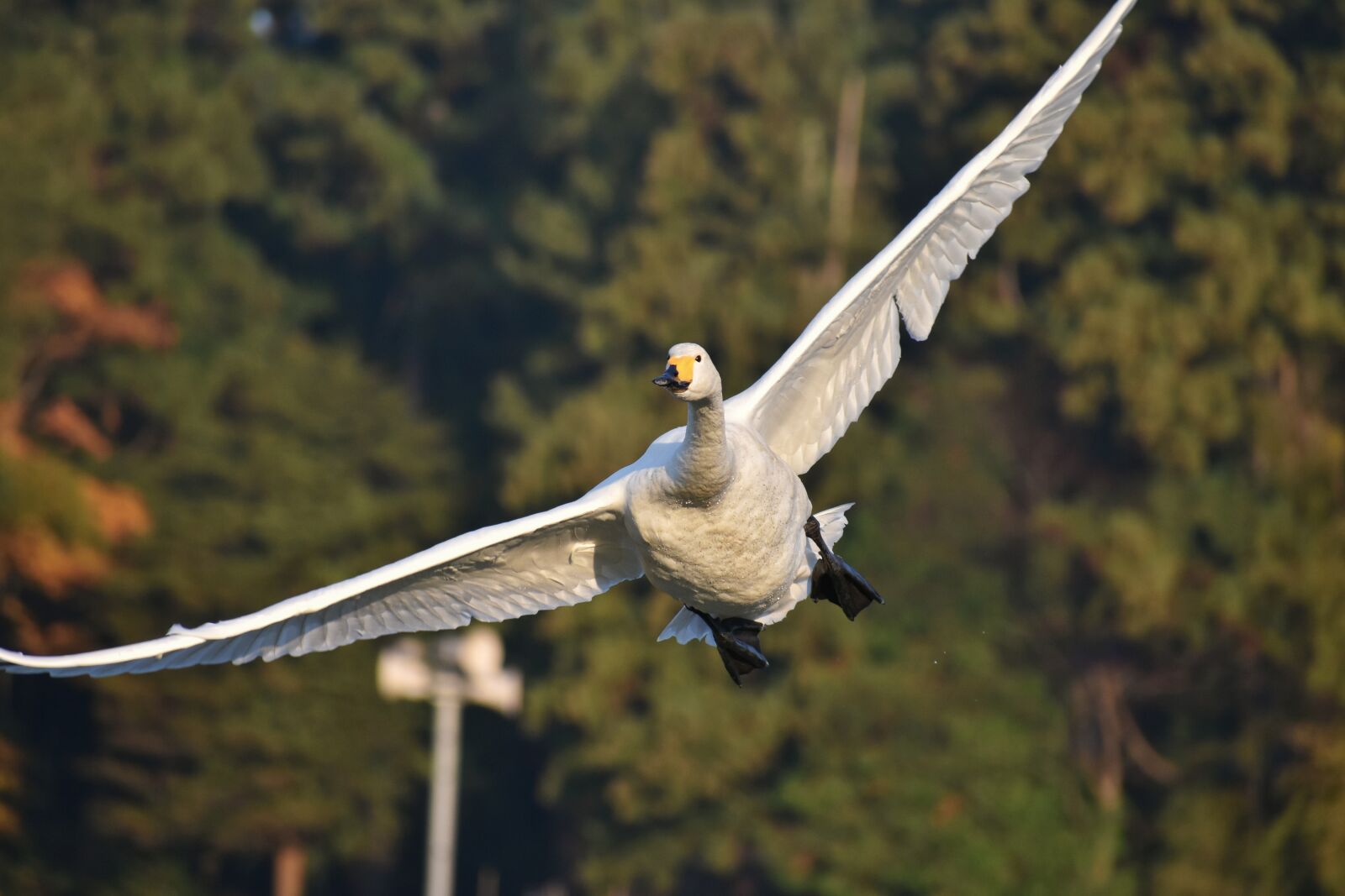 Nikon D7200 sample photo. Animal, morning, forest photography