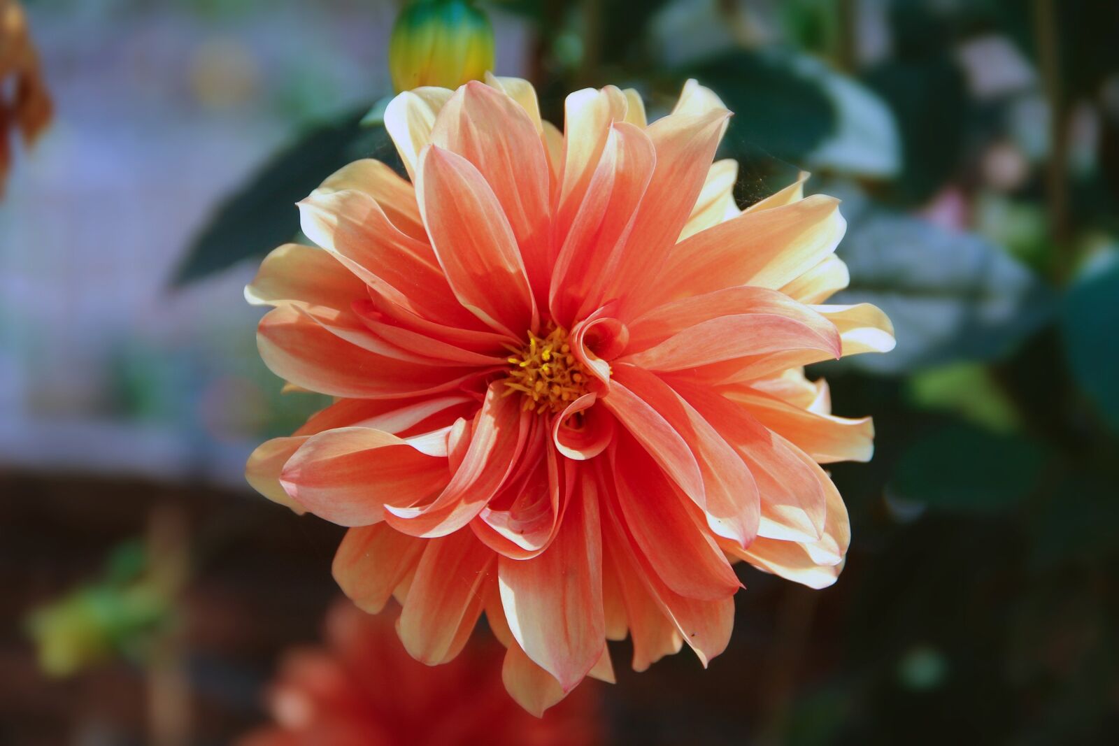 Canon EF-S 18-135mm F3.5-5.6 IS sample photo. Flowers, beautiful, nature photography