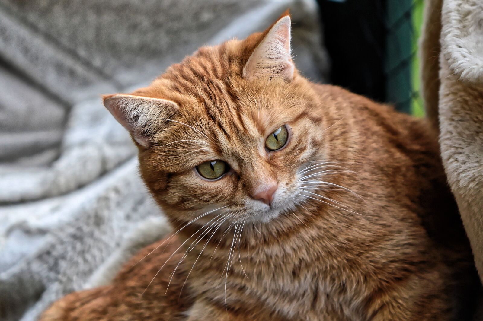 Nikon D3200 sample photo. Cat, red, cute photography