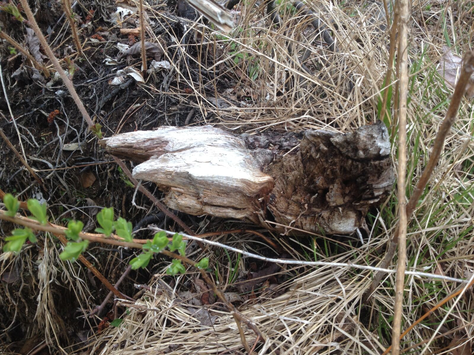 iPhone 4S back camera 4.28mm f/2.4 sample photo. Stump, and, spring, grass photography