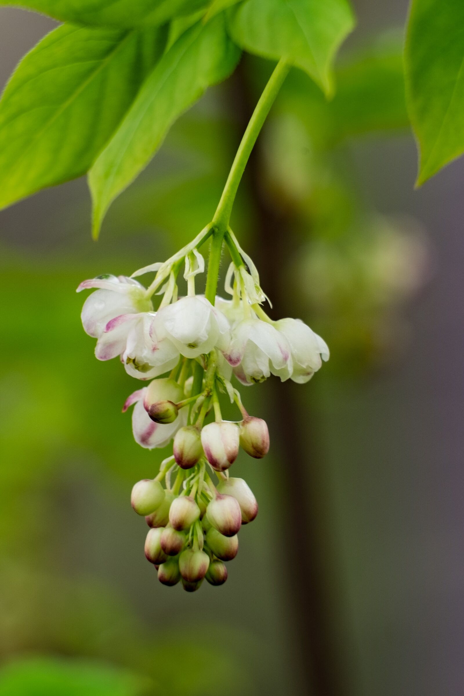 Fujifilm XF 55-200mm F3.5-4.8 R LM OIS sample photo. Flower, kłokoczka, korea photography