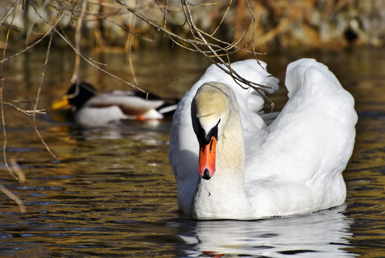 Nikon D7200 sample photo. Swan, water bird, schwimmvogel photography