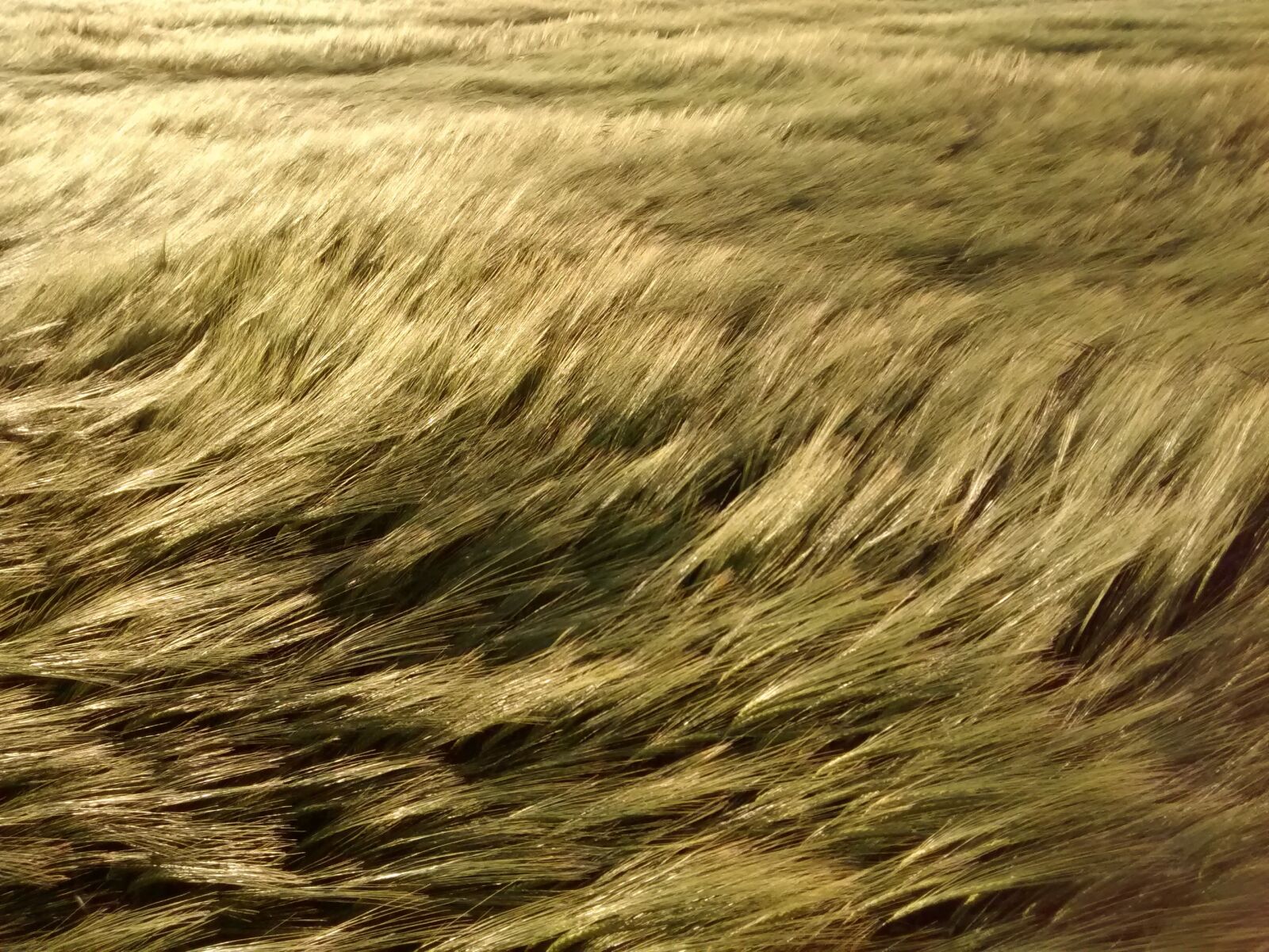 Motorola XT1032 sample photo. Field, wheat, wind photography