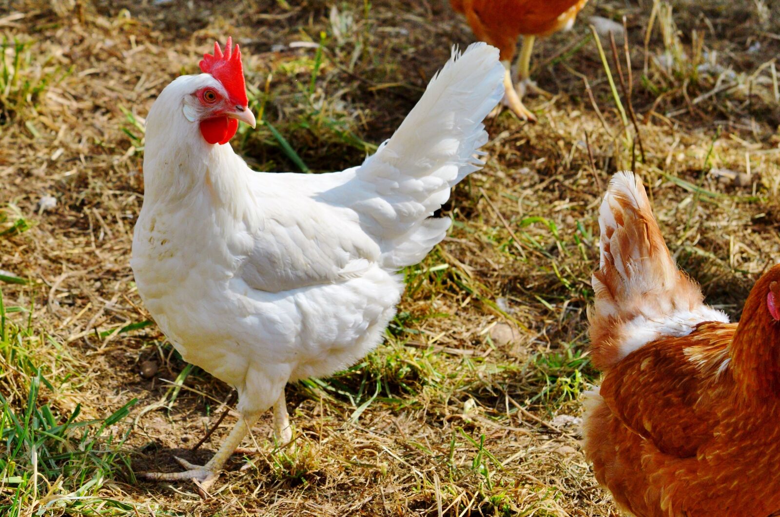 Nikon D3200 sample photo. Chicken, hen, poultry photography