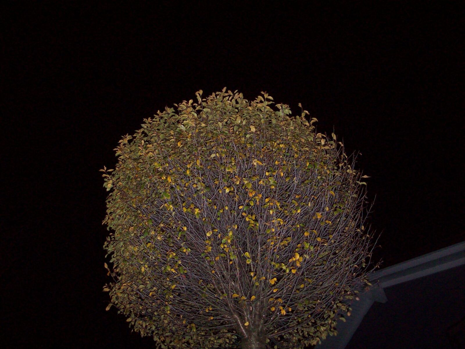 Kodak EASYSHARE C713 ZOOM DIGITAL CAMERA sample photo. Tree, night, dark photography