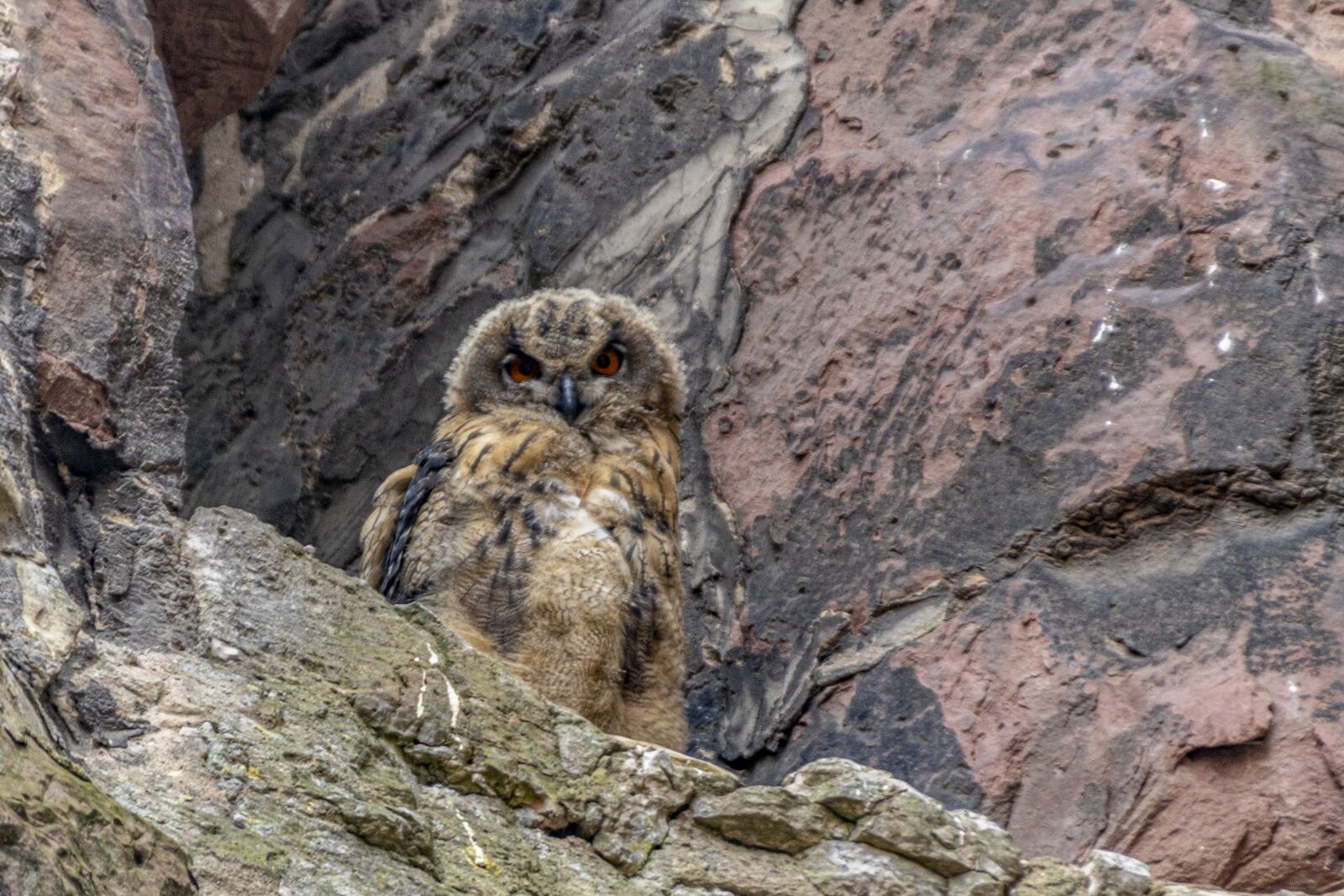 Canon EOS 80D sample photo. Birds, owls, bird of photography