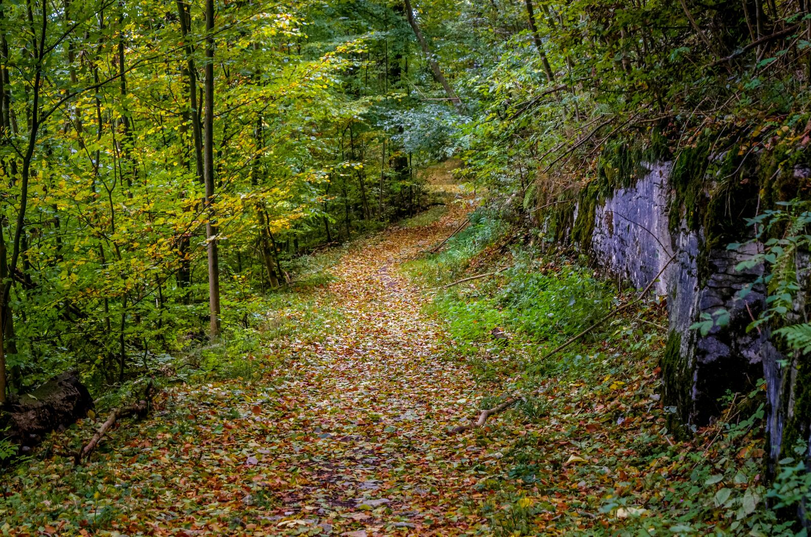 Pentax K-5 II sample photo. Forest path, autumn, leaves photography