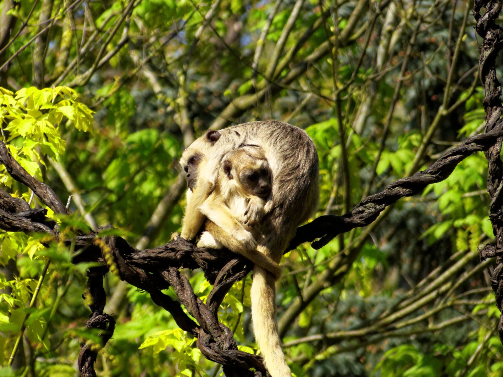 Panasonic Lumix DMC-FZ200 sample photo. Nature, wild animal, monkey photography