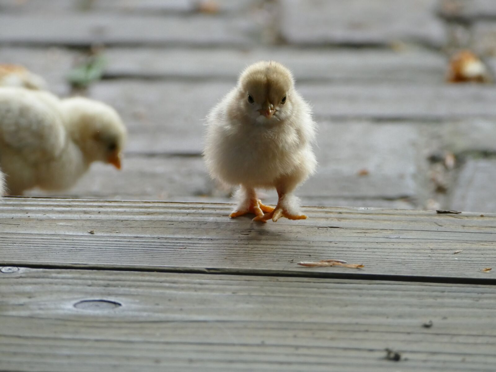Panasonic Lumix DMC-FZ1000 sample photo. Chick, chicken, easter photography