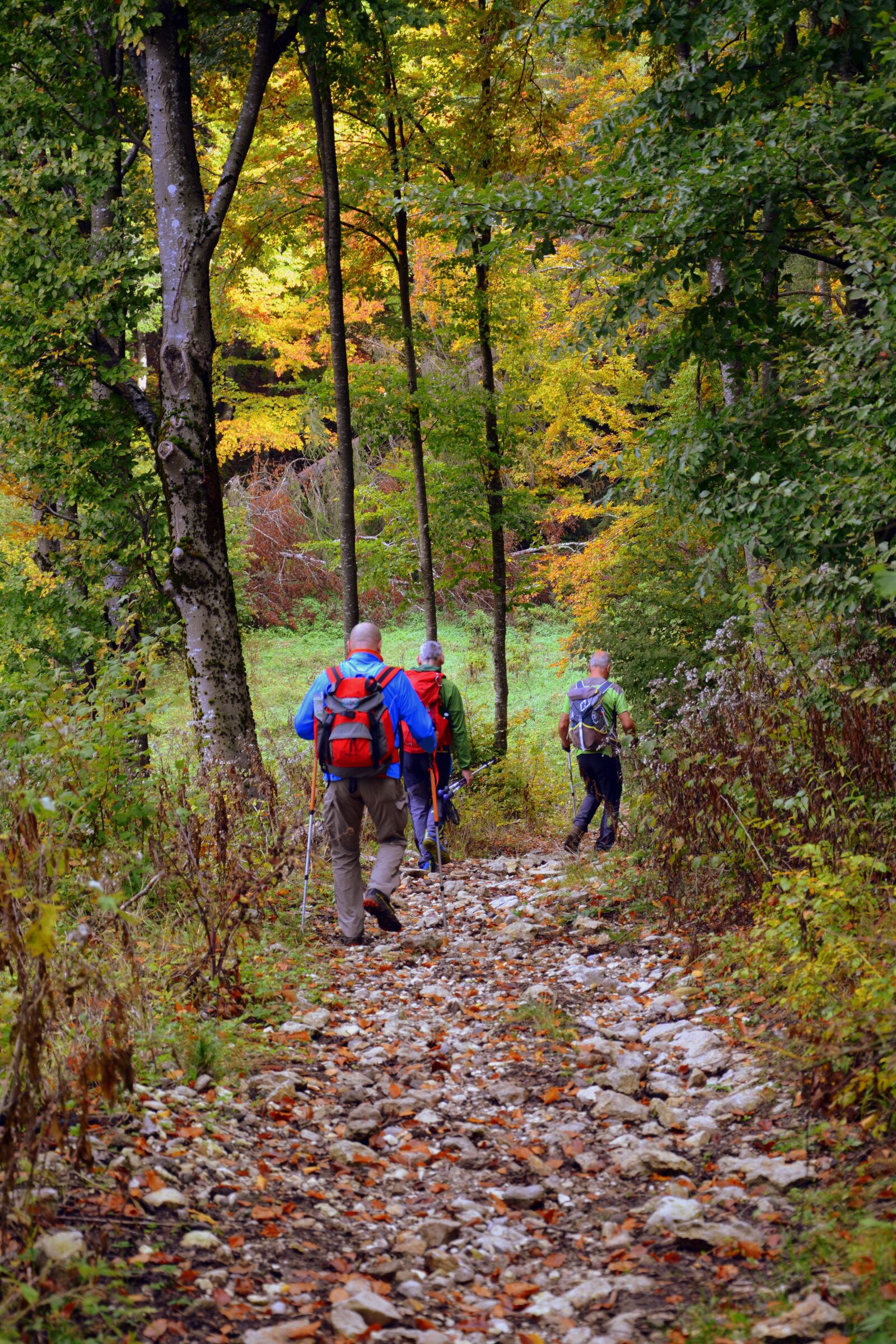 Nikon D7100 sample photo. Excursion, forest, autumn photography