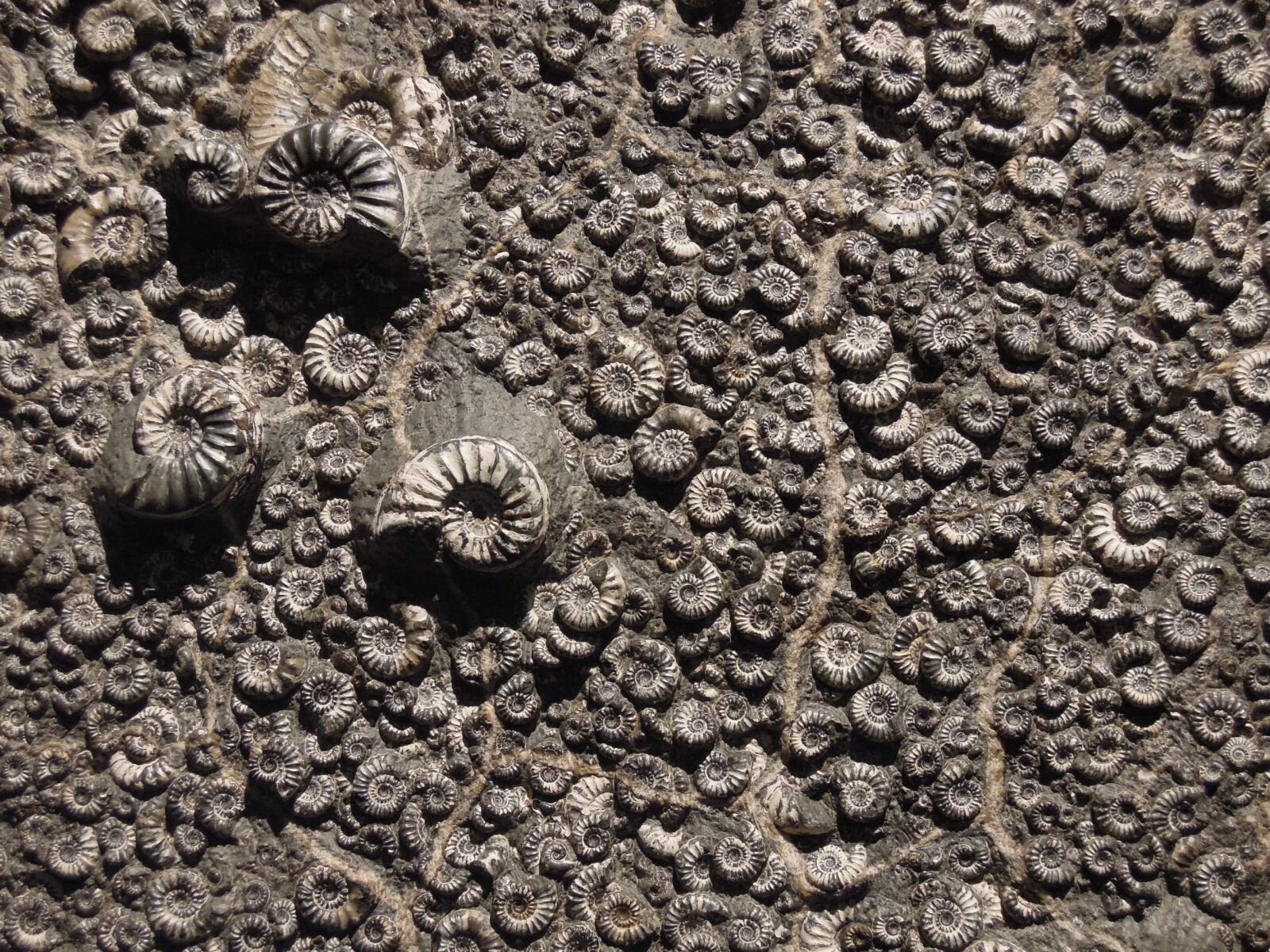 Nikon Coolpix P300 sample photo. Fossil, museum, ammonite photography