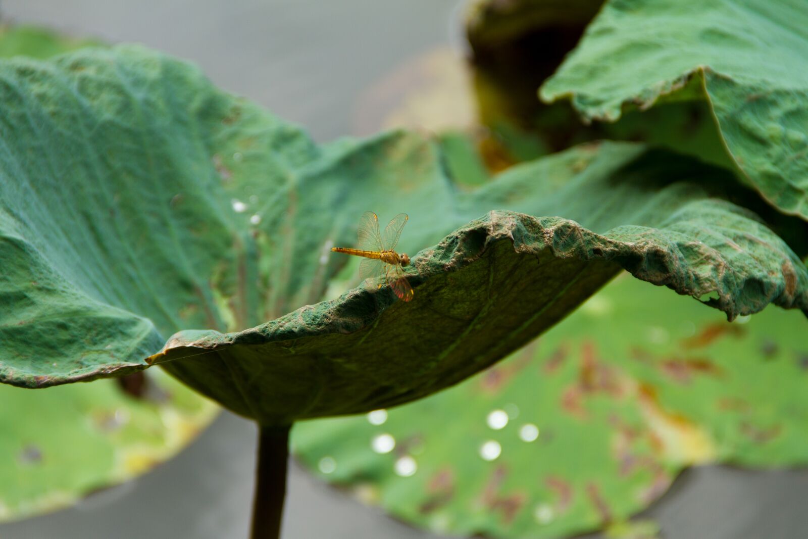Canon EOS 7D sample photo. Lotus leaf, butterfly, water photography